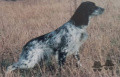 Setter Anglais BOHEME DEL SOLE Setter Anglais BOHEME DEL SOLE